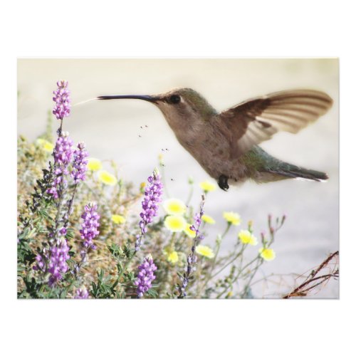 Hummingbird and Wildflowers Digital Art  Photo Print