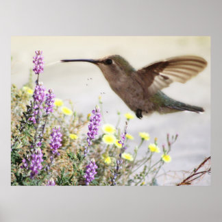 Hummingbird and Wildflowers Digital Art Poster