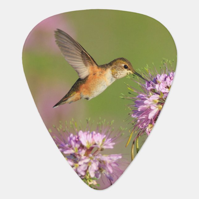 Hummingbird and Wildflowers Guitar Pick (Front)