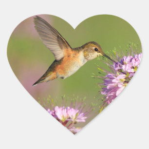 Hummingbird and Wildflowers Heart Sticker