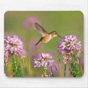 Hummingbird and Wildflowers Mouse Pad