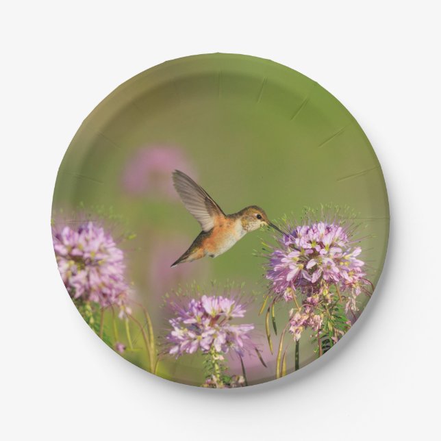 Hummingbird and Wildflowers Paper Plates (Front)