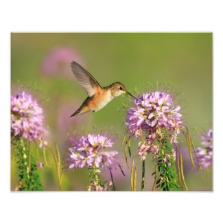 Hummingbird and Wildflowers Photo Print