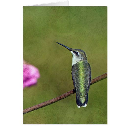 Hummingbird and Zinnia (Front)