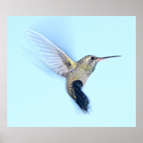 Hummingbird Angel Poster