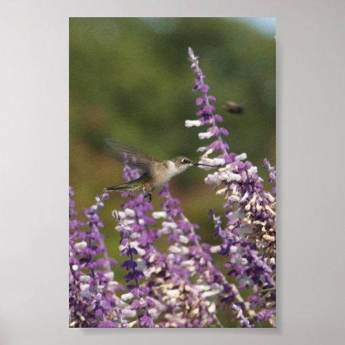 Hummingbird at a Mexican Sage Plant Draws Nectar Poster