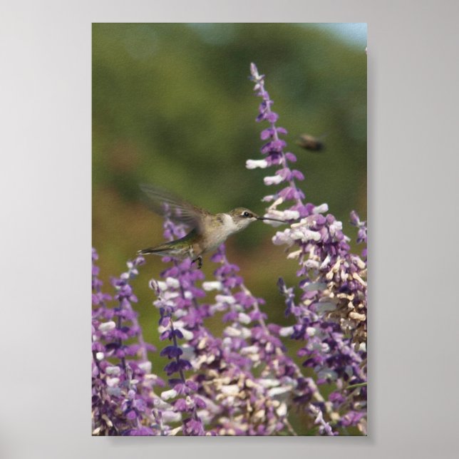 Hummingbird at a Mexican Sage Plant Draws Nectar Poster (Front)