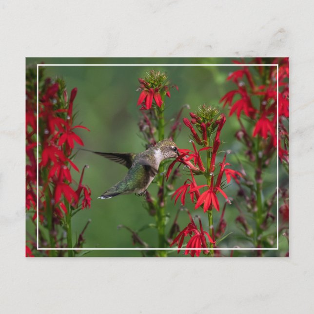 Hummingbird At Cardinal Flower Postcard (Front)