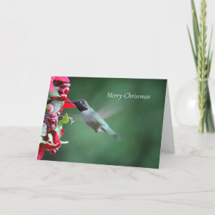 Hummingbird at Christmas feeder Holiday Card