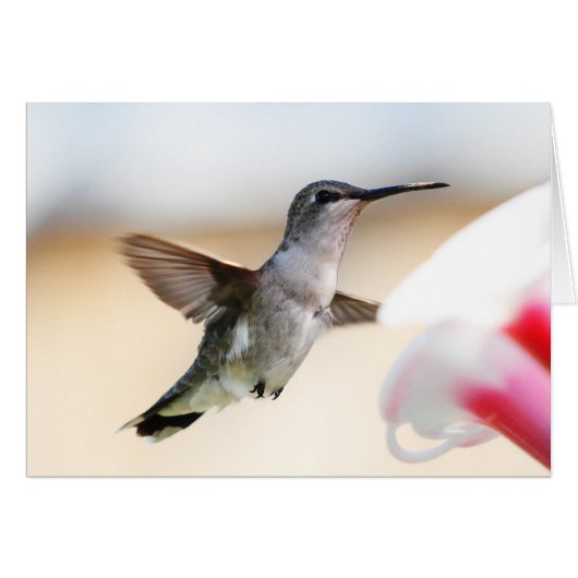 Hummingbird at Feeder Cards (Front Horizontal)