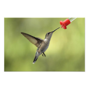 Hummingbird at feeder photo print