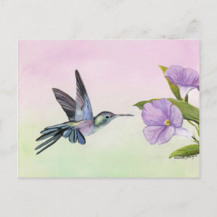 Hummingbird at Morning Glory bird art Postcard