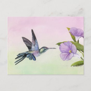 Hummingbird At Morning Glory Bird Art Postcard by CharlottesWebArt at Zazzle