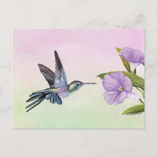 Hummingbird at Morning Glory bird art Postcard (Front)