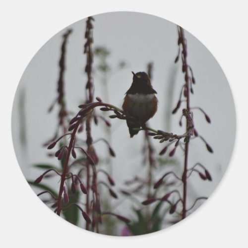 Hummingbird at rest classic round sticker