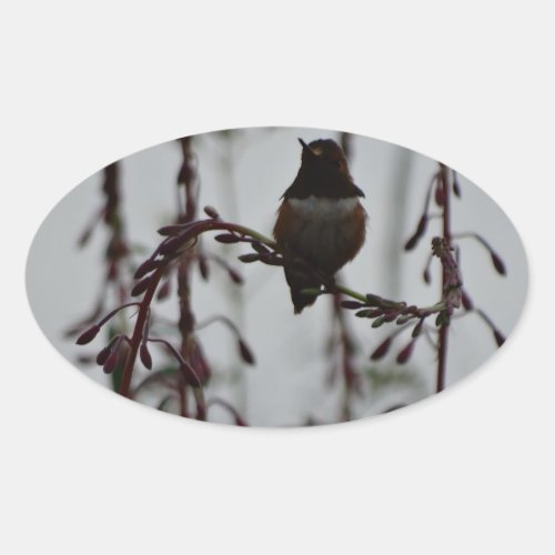 Hummingbird at rest oval sticker