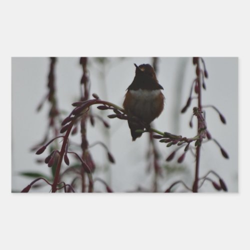 Hummingbird at rest rectangular sticker