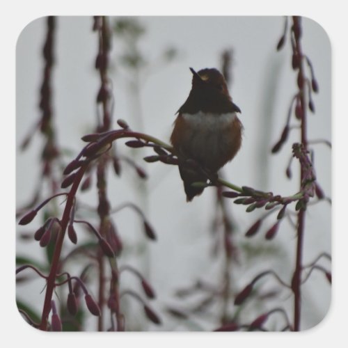 Hummingbird at rest square sticker