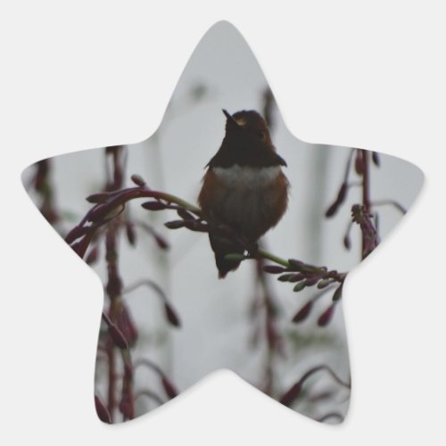 Hummingbird at rest star sticker