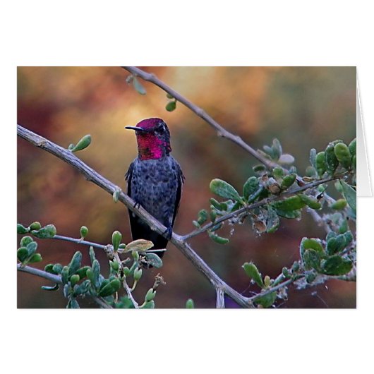 Hummingbird at sunset (Front Horizontal)