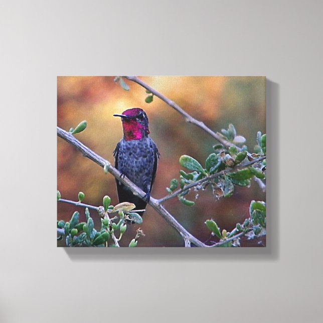 hummingbird at sunset canvas print (Front)