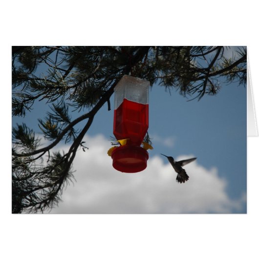 HUMMINGBIRD AT THE FEEDER CARDS (Front Horizontal)