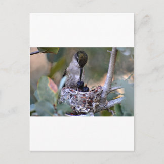 Hummingbird Babies Postcard