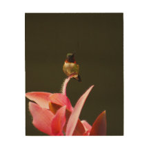 Hummingbird Balance