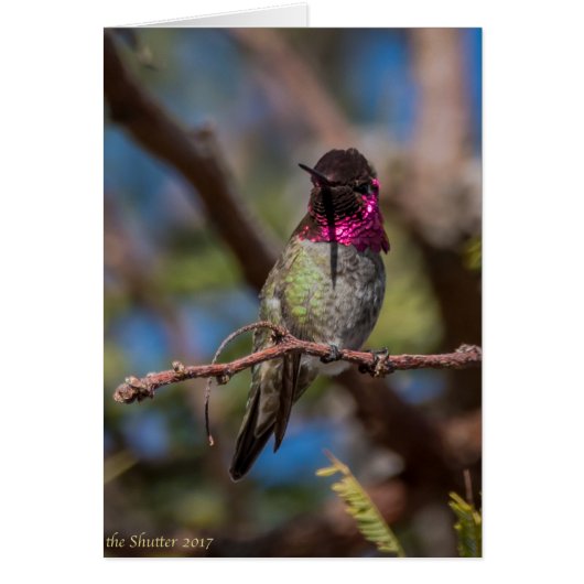 Hummingbird Beauty (Front)