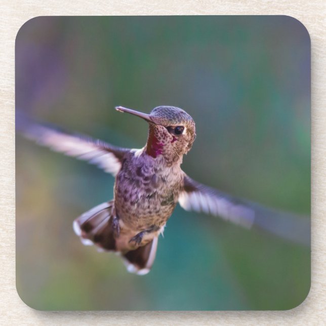 Hummingbird Beverage Coaster (Front)