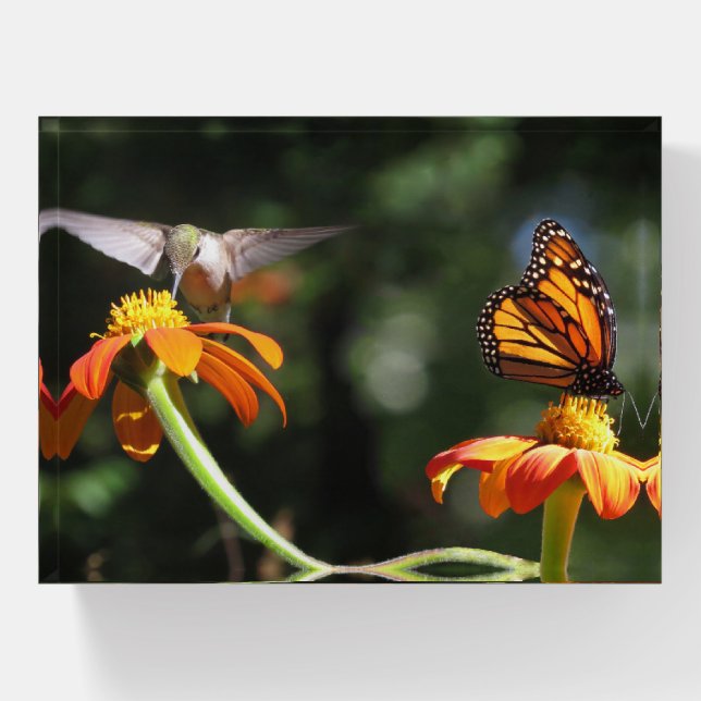 Hummingbird Bird Flower Butterfly Paperweight (Front)