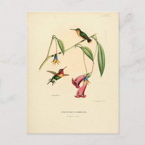 Hummingbird Bird Illustration Bird Art Vintage Postcard