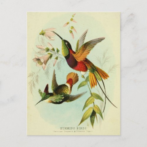 Hummingbird Bird Illustration Bird Art Vintage Postcard