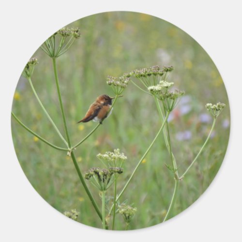 Hummingbird Bird in Flowers Classic Round Sticker