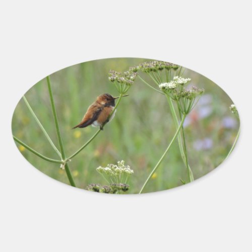 Hummingbird Bird in Flowers Oval Sticker