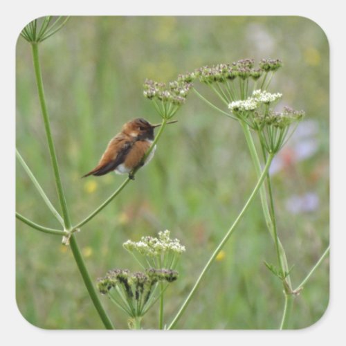 Hummingbird Bird in Flowers Square Sticker