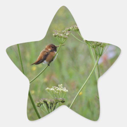 Hummingbird Bird in Flowers Star Sticker