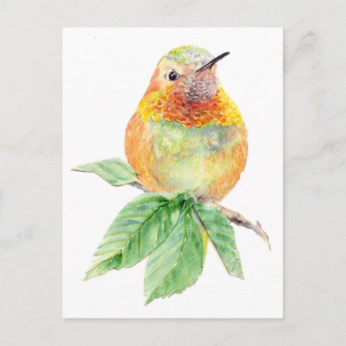 Hummingbird  Bird NatureWildlifePostcard Postcard