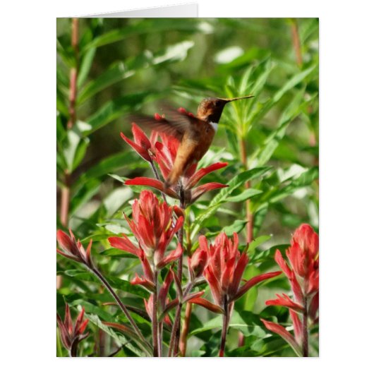 Hummingbird bird red flower cards (Front)