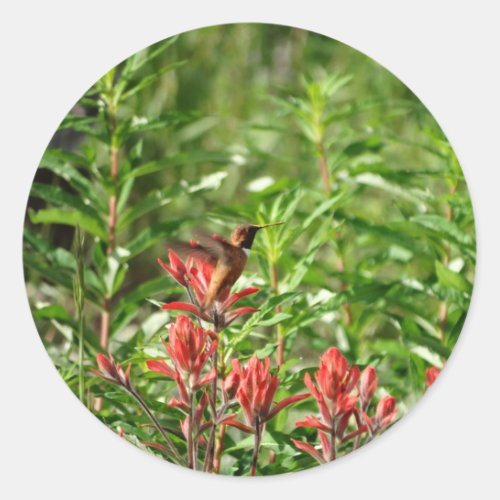 Hummingbird  bird red flower classic round sticker