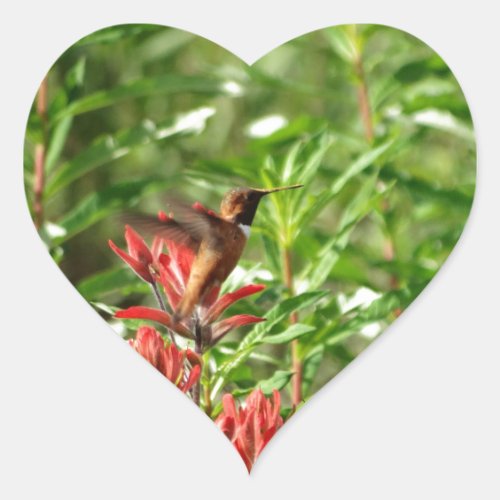Hummingbird  bird red flower heart sticker