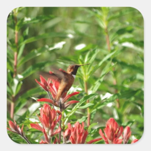 Hummingbird  bird red flower square sticker