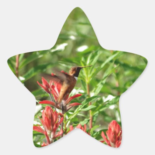 Hummingbird  bird red flower star sticker