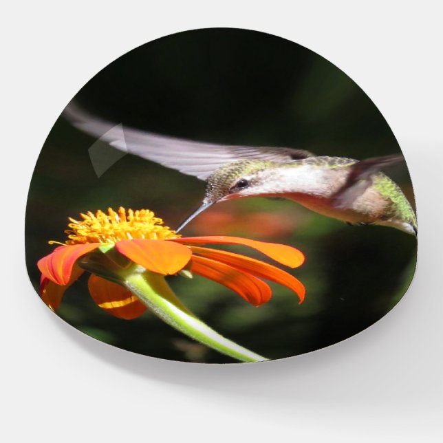 Hummingbird Bird Sunflower Flower Paperweight (Angled)