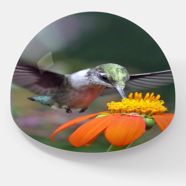 Hummingbird Bird Sunflower Flower Paperweight (Angled)