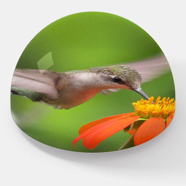 Hummingbird Bird Sunflower Flower Paperweight (Angled)