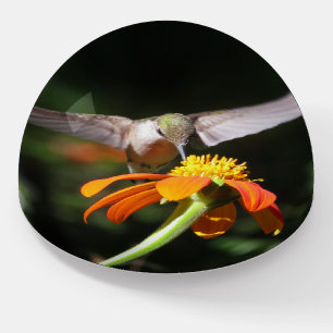 Hummingbird Bird Sunflower Flower Paperweight