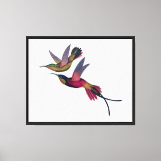 Hummingbird Bird Vintage Art Canvas Print
