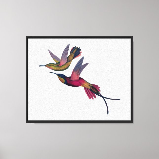 Hummingbird Bird Vintage Art  Canvas Print (Front)