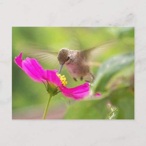 Hummingbird Bird Wildlife Animal Floral Postcard